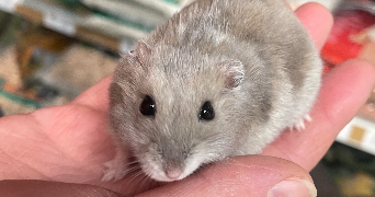 louba pet sitter à LA VOIVRE 88470_3