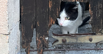 thaïs pet sitter à REIMS 51100_1