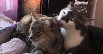 maud pet sitter à CAEN 59170_3