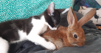 mathilde pet sitter à PELUSSIN 42410_1