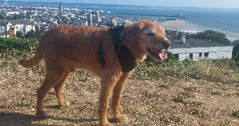 marion pet sitter à LE HAVRE 76620_4