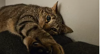 marion pet sitter à BLESMES 02400