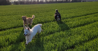 audrey dog sitter à LOUCELLES 14250_5