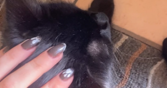jeanne pet sitter à STRASBOURG 67000_1
