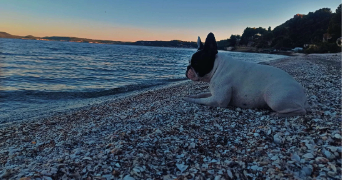 april pet sitter à ISTRES 13800_1