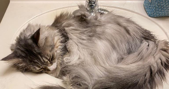 baptiste pet sitter à CLERMONT FERRAND 63000_3