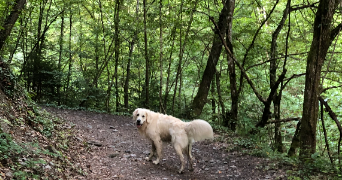 anaël pet sitter à ARACHES LA FRASSE 74300_3