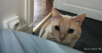 aurore cat sitter à PARIS 14 75014_6