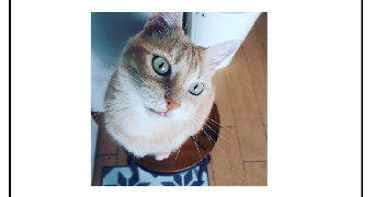 fabienne pet sitter à TOULOUSE 31400_2