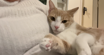 manon pet sitter à CHAMPIGNEULLES 54250_1