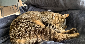 audrey pet sitter à Saint Sébastien sur loire 44230_1