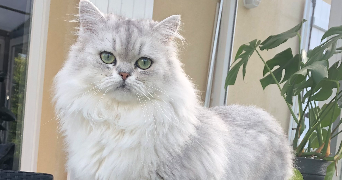 priscilla pet sitter à BERTHECOURT 60370_0