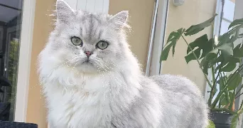 priscilla pet sitter à BERTHECOURT 60370