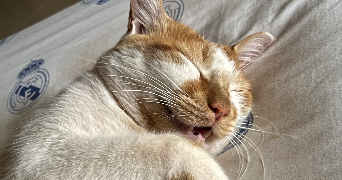 yasmine pet sitter à PARIS 15 75015_3