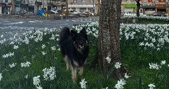 léa pet sitter à LE HAVRE 76600_1