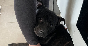 solène pet sitter à FRANCHEVILLE 69340_8