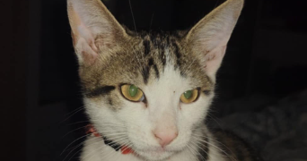 abdelhalim pet sitter à VILLEFAGNAN 16240_1
