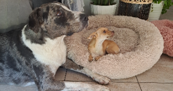 jenna pet sitter à BAYONNE 64100_6