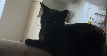 julienne pet sitter à ALBI 81000_0