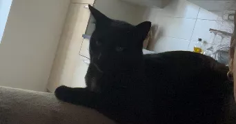 julienne pet sitter à ALBI 81000