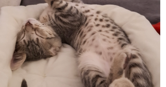 maxine pet sitter à ROMANS SUR ISERE 26100_2