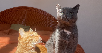 léane pet sitter à LA CIOTAT 13600_1