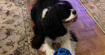 ava pet sitter à PARIS 14 75014_2