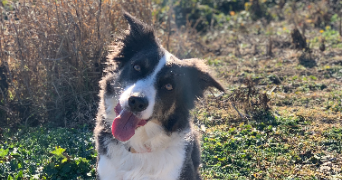 emma pet sitter à Belbeuf 76240_2
