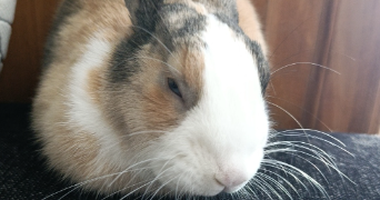 cassy pet sitter à BLANCS COTEAUX 51130_0