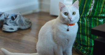 solaine pet sitter à LOUDUN 86200_1