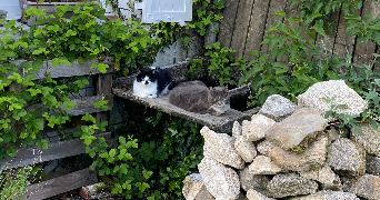 Eva pet sitter à Silfiac  56480_2