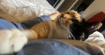 chloe cat sitter à PARIS 14 75014_2