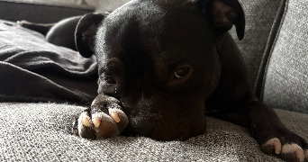 audrey pet sitter à DRAVEIL 91210_2