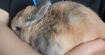 lola pet sitter à MONTBELIARD 25200_2
