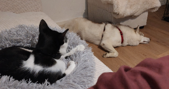 mélina pet sitter à VIC SUR CERE 15800_5