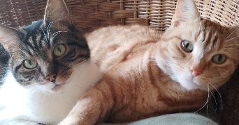jessica pet sitter à VOUTRE 53600_1