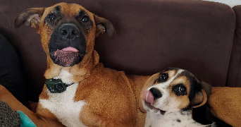 charlotte pet sitter à TRELISSAC 24750_1