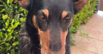 elodie pet sitter à OLEMPS 12510_1