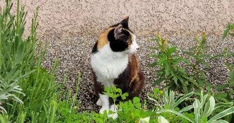 elsa pet sitter à ST ORENS DE GAMEVILLE 31650