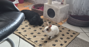fabienne pet sitter à LE BLANC MESNIL 93150_5