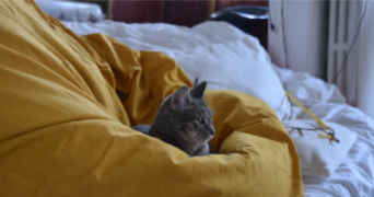 aline cat sitter à bois colombes 92270_2