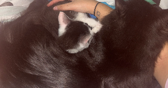 amaelle pet sitter à WALDWISSE 57480_4