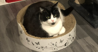 alexandre cat sitter à FACHES THUMESNIL 59155_6