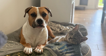 léa pet sitter à ASCHERES LE MARCHE 45170_2
