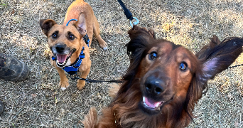 axelle pet sitter à PARIS 18 75018_6