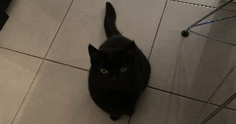 margaux pet sitter à BORDEAUX 33000_2