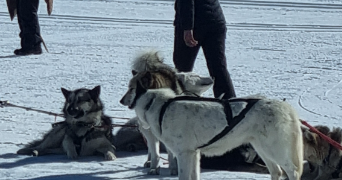 fiona pet sitter à CHAMPAGNY EN VANOISE 73350_6