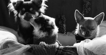 oceane pet sitter à SEVRIER 74320_6