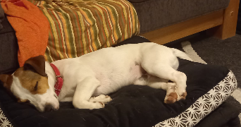 lywenn pet sitter à TOULOUSE 31300_4