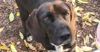 mégane pet sitter à LYON 09 69009_1